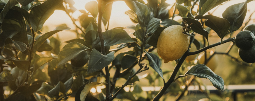 Тоники Fever-Tree